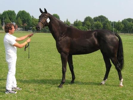 Walzing Mathilde (Jazz x Krack C) Walzing Mathilde (Jazz x Krack C)
